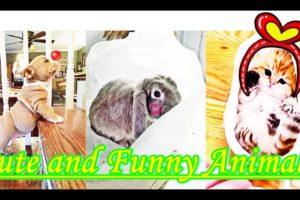 Funny and Cute Animals Video - So Cute Puppies | รวมวิดีโอสัตว์ตลกและน่ารักมากมายที่นี้ | รวยพาฮาRPH