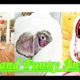 Funny and Cute Animals Video - So Cute Puppies | รวมวิดีโอสัตว์ตลกและน่ารักมากมายที่นี้ | รวยพาฮาRPH