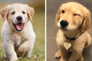 Funny and Cute ( Golden ) Puppies Compilation #4 - Cutest ( Golden )