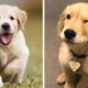 Funny and Cute ( Golden ) Puppies Compilation #4 - Cutest ( Golden )