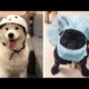 Funny and Cute Puppies Compilation #6 - Cutest