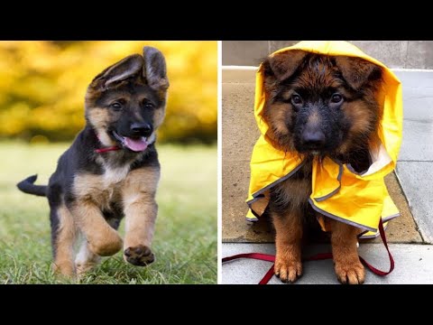 Funny and Cute german shepherd Puppies Compilation #4 - Cutest german shepherd