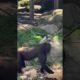Funny animals | Funny Chimpanzee fight | Funny playing chimpanzee | Taronga zoo