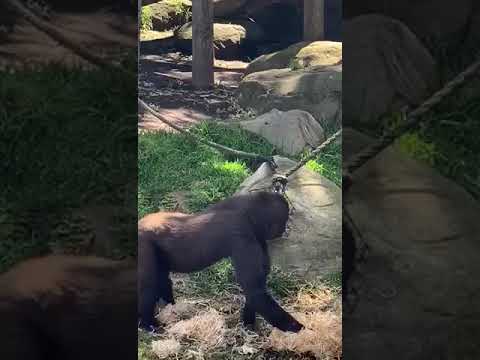 chimpanzee fight chimpanzee fight