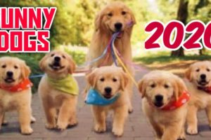 Funny dogs and cute puppies videos compilation 2020