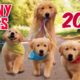 Funny dogs and cute puppies videos compilation 2020