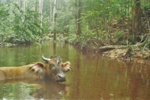 Gabon rainforest: Which wild animals triggered this trap camera (#201) set up on a creek