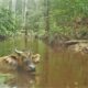 Gabon rainforest: Which wild animals triggered this trap camera (#201) set up on a creek