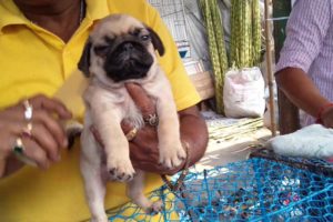 Galiff Street Pert Market Kolkata l Little & Cute Puppies Are Waiting For You