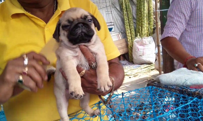 Galiff Street Pert Market Kolkata l Little & Cute Puppies Are Waiting For You