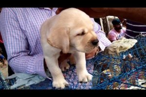 Galiff Street Pet Market Kolkata India l Cute Puppies For You