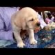 Galiff Street Pet Market Kolkata India l Cute Puppies For You