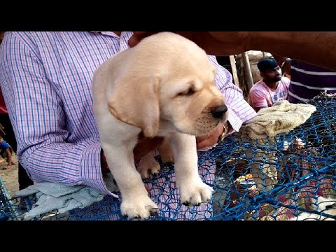 Galiff Street Pet Market Kolkata India l Cute Puppies For You