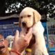 Galiff Street Pet Market Kolkata Is Waiting For You With Cute Puppies l Dog Market Kolkata