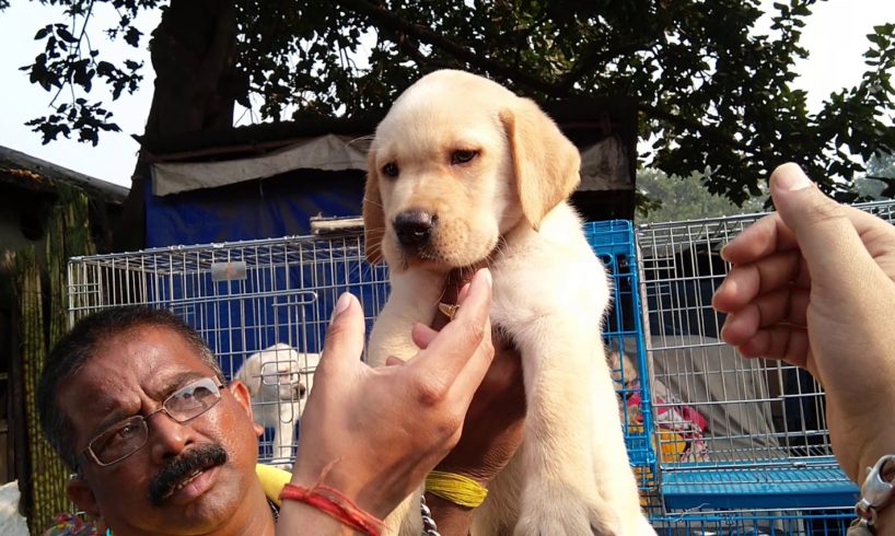 Galiff Street Pet Market Kolkata Is Waiting For You With Cute Puppies l Dog Market Kolkata