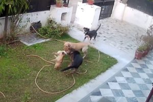 Gang of street dogs attacked pet dog. No mercy. Tragic ending.
