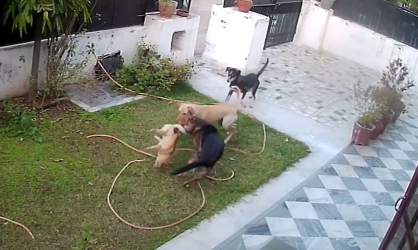 Gang of street dogs attacked pet dog. No mercy. Tragic ending.