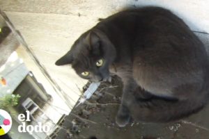 Gatita atascada en el techo por fin es rescatada | El Dodo