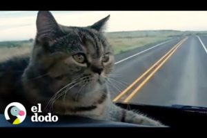 Gato ama dar largos viajes en camión | El Dodo