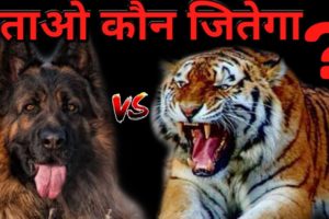 German Shepherd vs Tiger | Who Win The Fight ? | Best Animal Fight | Tiger vs German Shepherd - DOB