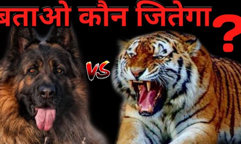 German Shepherd vs Tiger | Who Win The Fight ? | Best Animal Fight | Tiger vs German Shepherd - DOB