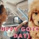 Golden Retriever Puppy Gotcha Day | Cutest Puppy Ever | Lauren Stewart