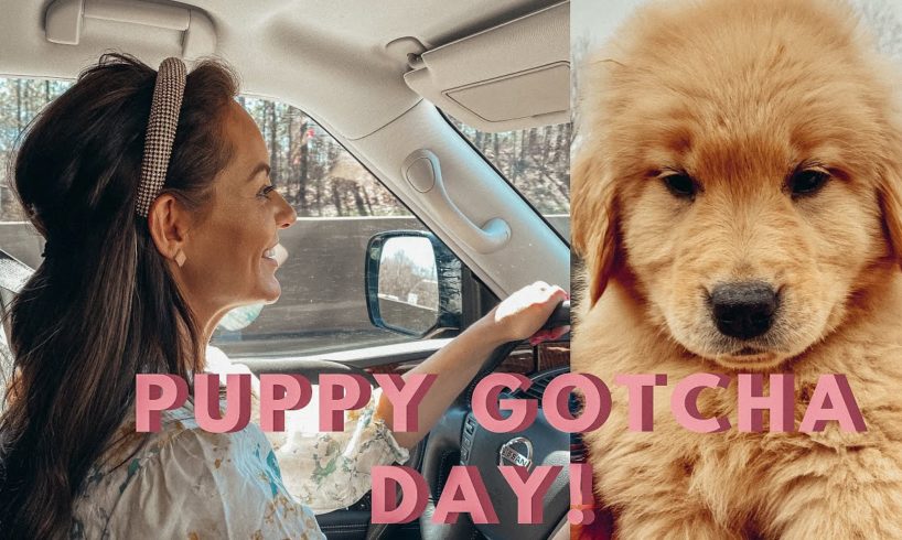 Golden Retriever Puppy Gotcha Day | Cutest Puppy Ever | Lauren Stewart