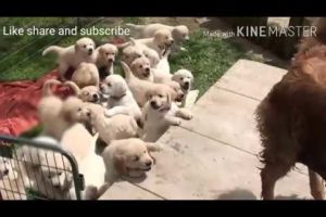 #Golden retriever and cute puppies with mother playing in the garden??