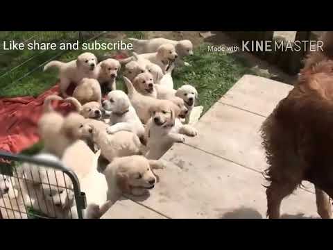 #Golden retriever and cute puppies with mother playing in the garden??