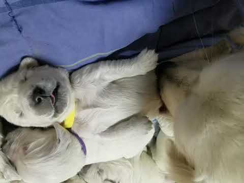 Golden retriever puppies.mom licking her puppy .So cute puppies