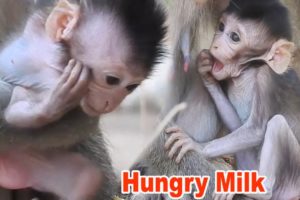 Gorgeous Baby Need Milk To Drink, Cute Baby animals Monkey