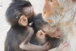 Gorgeous Baby Selena Trying To Hugs Mom Drink Milk, Cute Baby animals Monkey