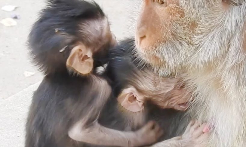 Gorgeous Baby Selena Trying To Hugs Mom Drink Milk, Cute Baby animals Monkey