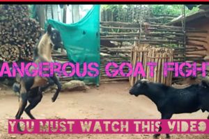 Greatest Goat Fight in Animal the Kingdom.