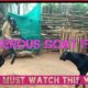Greatest Goat Fight in Animal the Kingdom.