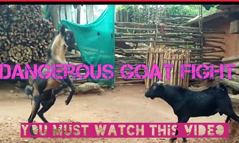 Greatest Goat Fight in Animal the Kingdom.