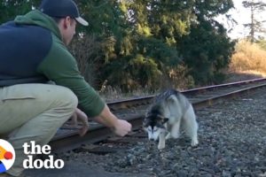 Guy Finds Lost Husky On Train Tracks | The Dodo