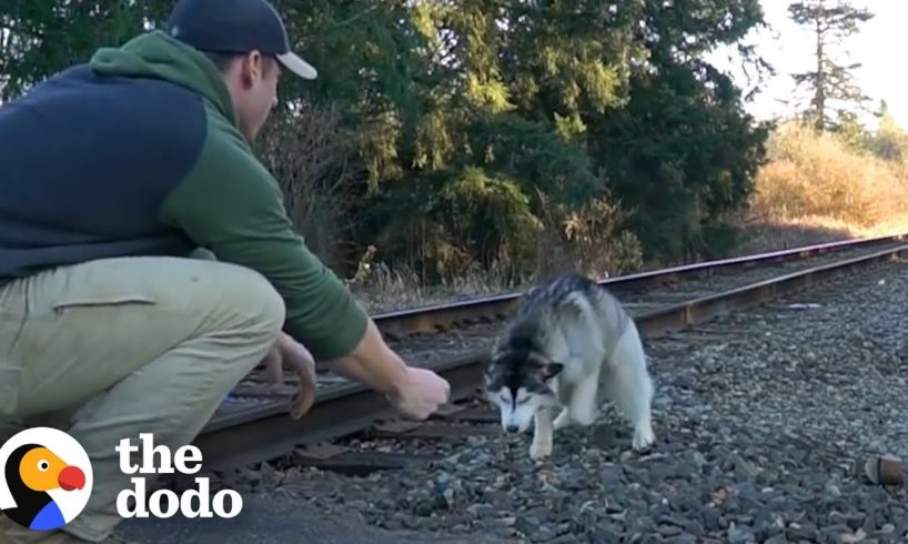 Guy Finds Lost Husky On Train Tracks | The Dodo