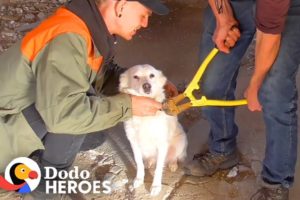 Guy Saves Chained-Up Dogs From Abandoned Building | The Dodo Heroes