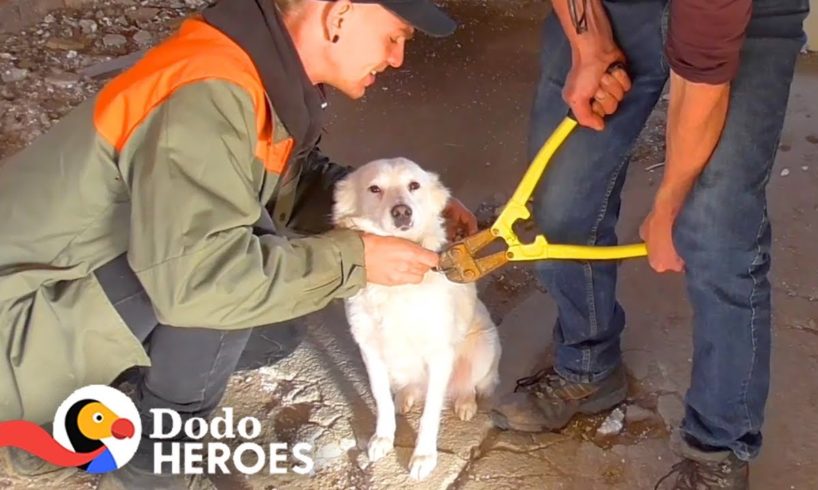 Guy Saves Chained-Up Dogs From Abandoned Building | The Dodo Heroes
