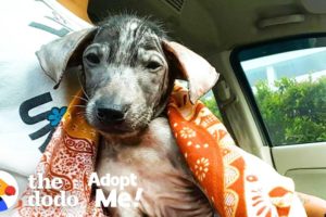 Hairless Puppy Was Found In A Trash Can, Now Is Looking For Her Forever Home | The Dodo Adopt Me!