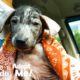 Hairless Puppy Was Found In A Trash Can, Now Is Looking For Her Forever Home | The Dodo Adopt Me!