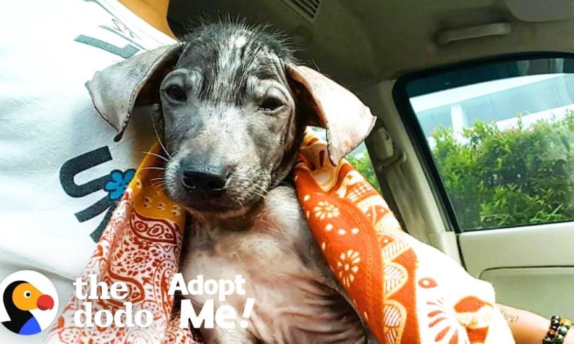 Hairless Puppy Was Found In A Trash Can, Now Is Looking For Her Forever Home | The Dodo Adopt Me!