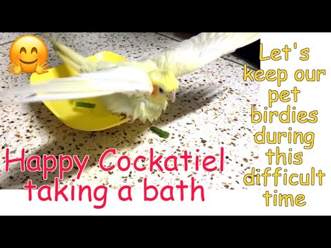 Happy Cockatiel taking bath and playing- Tuki the cockatiel #cockatielbath #cockatiel #happybird