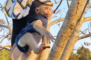 Happy Time Baby Monkey Zono With Brother Monkey Treelo Playing On The Tree Very Happy