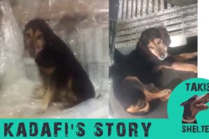 He sneaked this old stray dog in the warehouse every night to get warm -Kadafi's story-Takis shelter