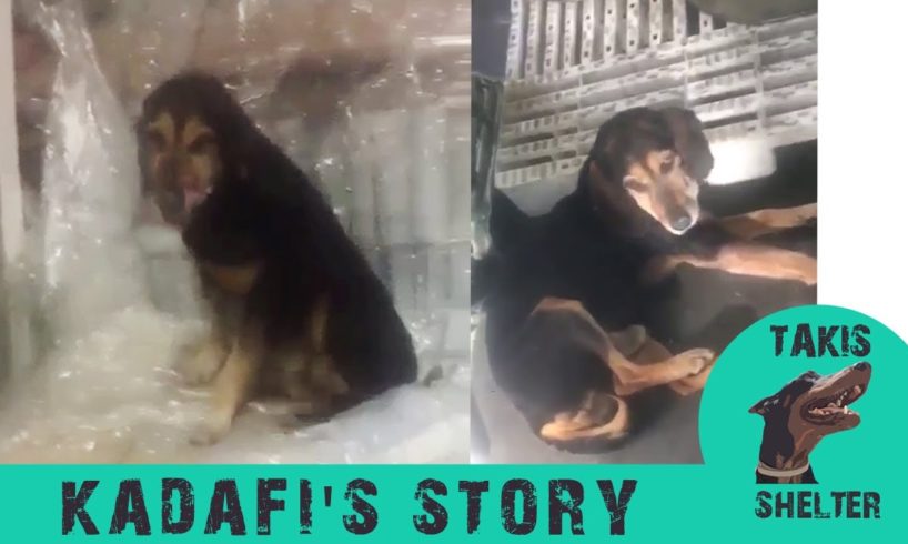 He sneaked this old stray dog in the warehouse every night to get warm -Kadafi's story-Takis shelter