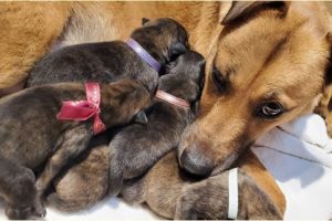 Helping A Stray Pregnant Dog Give Birth To 7 Cute Puppies!