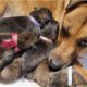Helping A Stray Pregnant Dog Give Birth To 7 Cute Puppies!