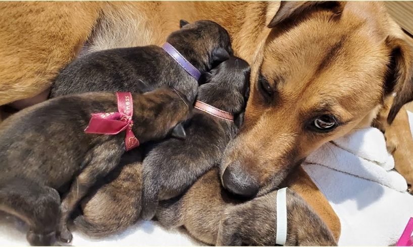 Helping A Stray Pregnant Dog Give Birth To 7 Cute Puppies!